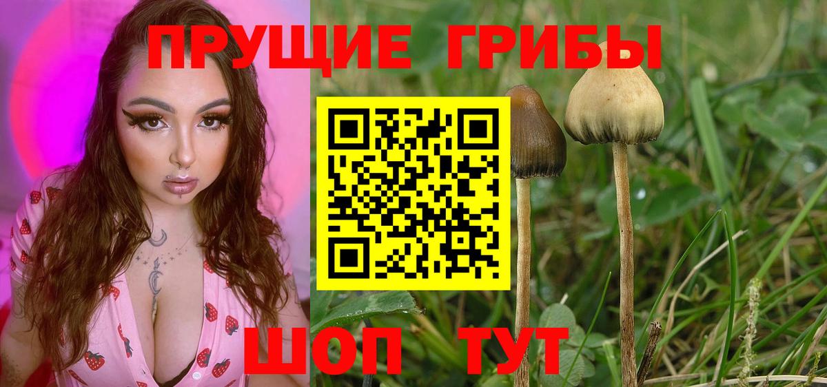 Псилоцибиновые грибы Cubensis Заводоуковск
